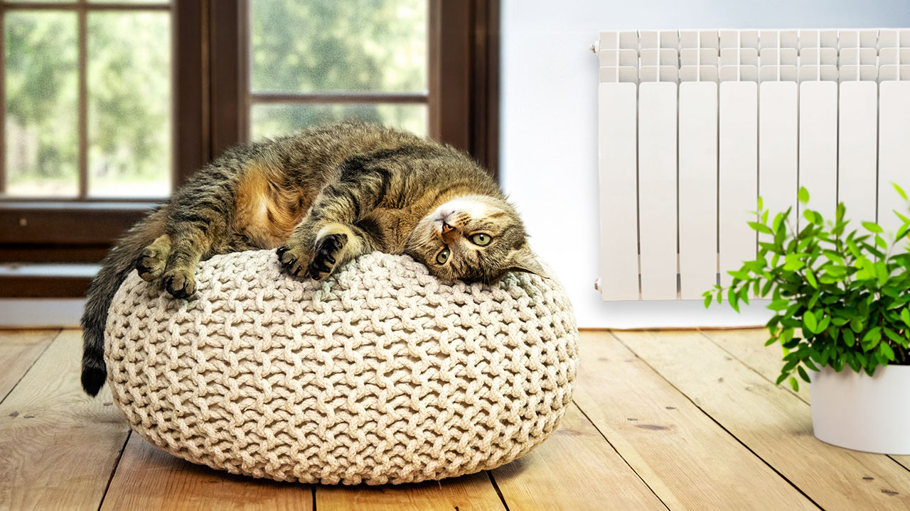 Gato dormitando junto a un radiador